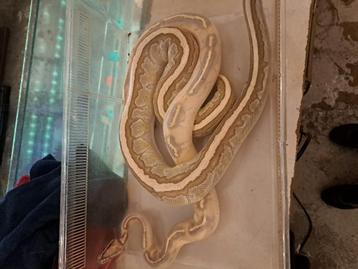 Koppel koningspython (python regius) 1.1 beschikbaar voor biedingen