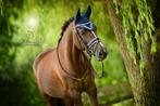 Knappe allround d pony, Dieren en Toebehoren, Pony's, Merrie, Gechipt, M, 11 jaar of ouder
