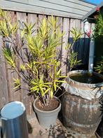 Oleanders, Ophalen, Volle zon, Overige soorten, 100 tot 250 cm