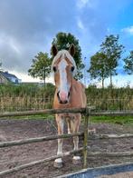 Bijrijder gezocht voor lieve haflinger ruin