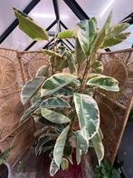 Ficus elastica Tineke – 200cm, Overige soorten, 100 tot 250 cm, Zomer, Ophalen