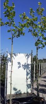 4x Plataan Platanus hispanica, Dakgeschikt, , 3 m hoog, Tuin en Terras, Planten | Bomen, Overige soorten, Ophalen of Verzenden