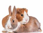 Vakantieopvang aangeboden knaagdieren, Meerdere dieren, Na 1 juli 2024, Tam