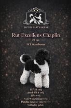 Staat ter dekking harlekijn   kleine dwerg met FCI stamboom, Reu, 1 tot 2 jaar, Parvo, Meerdere