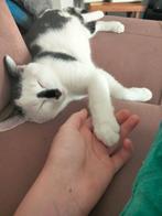 2 katers van 1 jaar oud, Dieren en Toebehoren, Kater