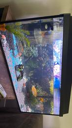 Aquarium met alles der bij, Ophalen, Zo goed als nieuw, Gevuld zoetwateraquarium
