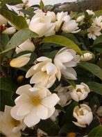 Fairy Magnolia ‘Cream’ / wintergroene Magnolia / nieuw ‼️‼️, Tuin en Terras, Planten | Bomen, In pot, Lente, Volle zon, 250 tot 400 cm