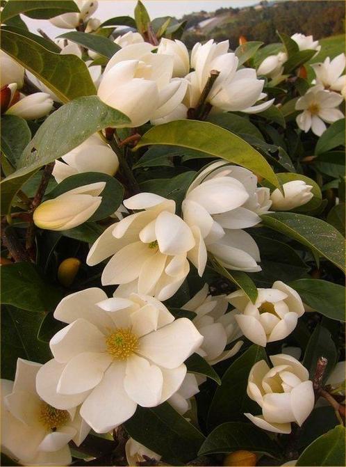 Fairy Magnolia ‘Cream’ / wintergroene Magnolia / nieuw ‼️‼️, Tuin en Terras, Planten | Bomen, Bolboom, 250 tot 400 cm, Volle zon