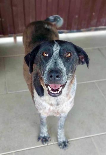 HART VAN GOUD VRIENDELIJKE BEAUTY CYNTHIA GROTE MIDDELMAAT  beschikbaar voor biedingen