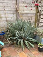 Meerdere Yucca’s, Ophalen, Zomer, Overige soorten, Volle zon