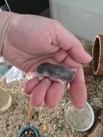 Dwerghamsters blauw/grijze gloed, Dieren en Toebehoren, Meerdere dieren, Hamster, Voor 1 juli 2024