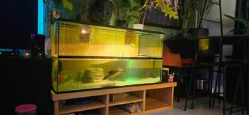 Groot schildpadden aquarium (paludarium)