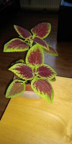 Siernetel plantje, Ophalen, Halfschaduw, Minder dan 100 cm