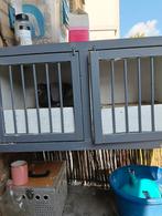 Te koop lichthokken en donkerhokken, Dieren en Toebehoren, Vogels | Duiven, Meerdere dieren, Kropper