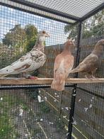 Mooie kleurpostduif kleurpostduiven, Dieren en Toebehoren, Vogels | Duiven, Mannelijk, Postduif