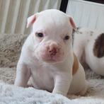 Supermooie Amerikaanse bulldog pups nu te reserveren!, Dieren en Toebehoren, Parvo, Nederland, 8 tot 15 weken, Bulldog