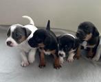 Prachtige Jack Russel pups! ❤️, Jack Russell Terriër, 8 tot 15 weken, Meerdere, Meerdere dieren