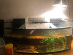 Schildpadden aquarium met accesoires (met 2 schildpadden), Dieren en Toebehoren, Ophalen, Gebruikt, Gevuld zoetwateraquarium