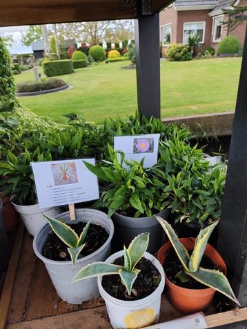 Kamerplanten + tuinplanten te koop aan de weg! beschikbaar voor biedingen