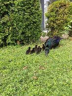 Cayuga eenden, Dieren en Toebehoren, Meerdere dieren