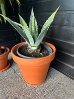 Plant, Overige materialen, Rond, Ophalen of Verzenden, Zo goed als nieuw