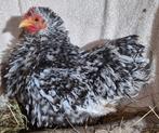 Cochin krul en zijde kriel broedeieren te reserveren!, Dieren en Toebehoren, Pluimvee, Geslacht onbekend, Kip