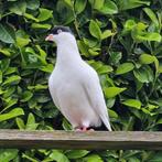 Duiven man te koop, Dieren en Toebehoren