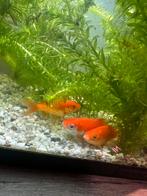 3 Goudvissen + 2 grote algeneters, Dieren en Toebehoren, Vis
