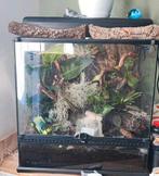 Exo terra 60x45x60cm met wimper gekko en monsoon, Terrarium of Paludarium, Zo goed als nieuw, Ophalen