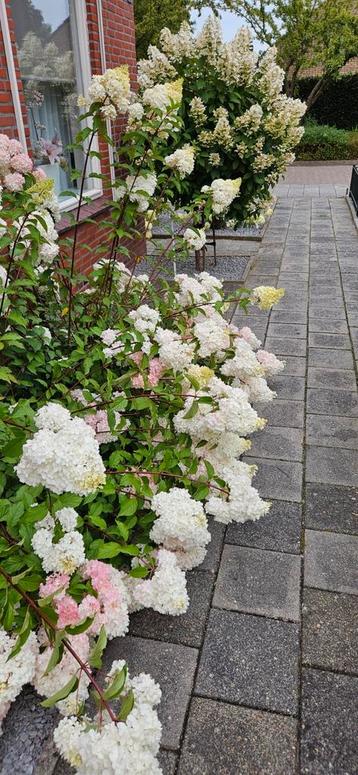 2 grote hortensia's vanille fraise, roze/wit beschikbaar voor biedingen