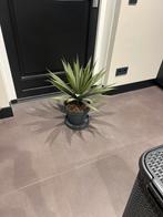 Grote plastic cactus met grijze pot en schaal, Huis en Inrichting, Ophalen of Verzenden, Nieuw, Grijs