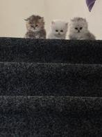 Perzische langhaar kitten Te Koop!, Dieren en Toebehoren, Katten en Kittens | Raskatten | Langhaar, Meerdere dieren