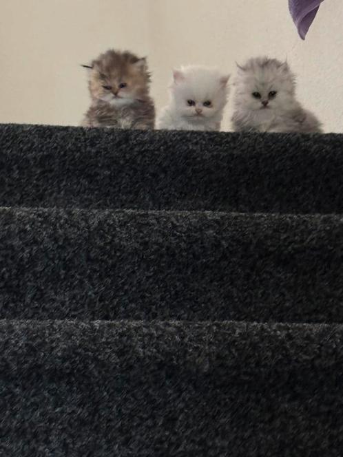 Perzische langhaar kitten Te Koop!, Dieren en Toebehoren, Katten en Kittens | Raskatten | Langhaar, Meerdere dieren