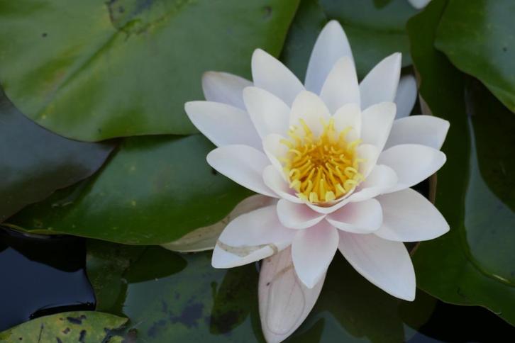 LELIES IN ROZE N WIT MET EXTRA GROTE BLOEMEN, Tuin en Terras, Vijvers, Nieuw, Ophalen