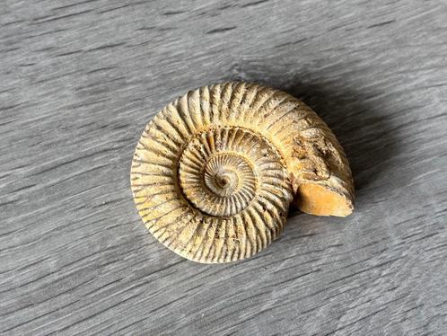 Ammoniet uit Madagaskar, Verzamelen, Mineralen en Fossielen, Mineraal, Ophalen of Verzenden