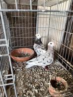 Almond kleur postduiven allen vrouwtje beschikbaar, Dieren en Toebehoren, Vogels | Duiven, Meerdere dieren, Postduif