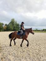 Leasepony aangeboden in Roosendaal, Dieren en Toebehoren, Ophalen of Verzenden, Nieuw
