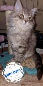 Mooi Siberisch katertje met stamboom uit geteste ouders, Kater, Met stamboom, 0 tot 2 jaar