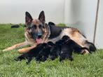 Duitse herder pups met rechte rug, Dieren en Toebehoren, Honden | Herdershonden en Veedrijvers, 8 tot 15 weken, Meerdere, Meerdere dieren