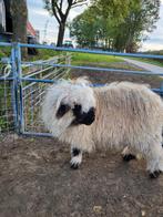Walliser schwarznase ooi, Dieren en Toebehoren, Schapen, Geiten en Varkens, Vrouwelijk, Schaap