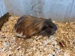 Te koop cavia sheltie zeugje, Dieren en Toebehoren, Knaagdieren, Oktober, Vrouwelijk, Cavia