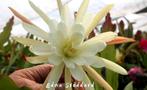 cactus Epiphyllum EDNA STODDARD - 5, Ophalen of Verzenden, Cactus, Volle zon, Minder dan 100 cm