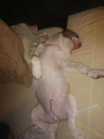 Am Bully xl / Am Stafford, Dieren en Toebehoren, België, Particulier, Overige rassen, 8 tot 15 weken