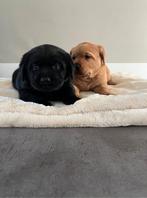 Prachtige raszuivere labradors pups, Dieren en Toebehoren, Reu, 8 tot 15 weken, Labrador retriever, Meerdere