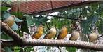 Ruilen 3x Goudbuikjes, Dieren en Toebehoren, Vogels | Overige Vogels, Mannelijk, Tropenvogel, Geringd