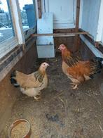 Wyandotte, Meerdere dieren, Kip