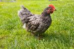 Chabo haantje, Dieren en Toebehoren, Pluimvee, Mannelijk, Kip