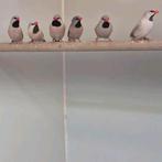 Spitstaartamadines – mannen & vrouwen – sterk en sociaal, Dieren en Toebehoren, Vogels | Overige Vogels, Meerdere dieren, Tropenvogel