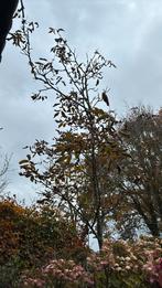 Te koop walnoten boom, Tuin en Terras, Ophalen of Verzenden, Volle zon, Overige soorten