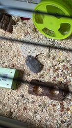 hamster, Dieren en Toebehoren, Vrouwelijk, Hamster, Voor 1 juli 2024, Tam